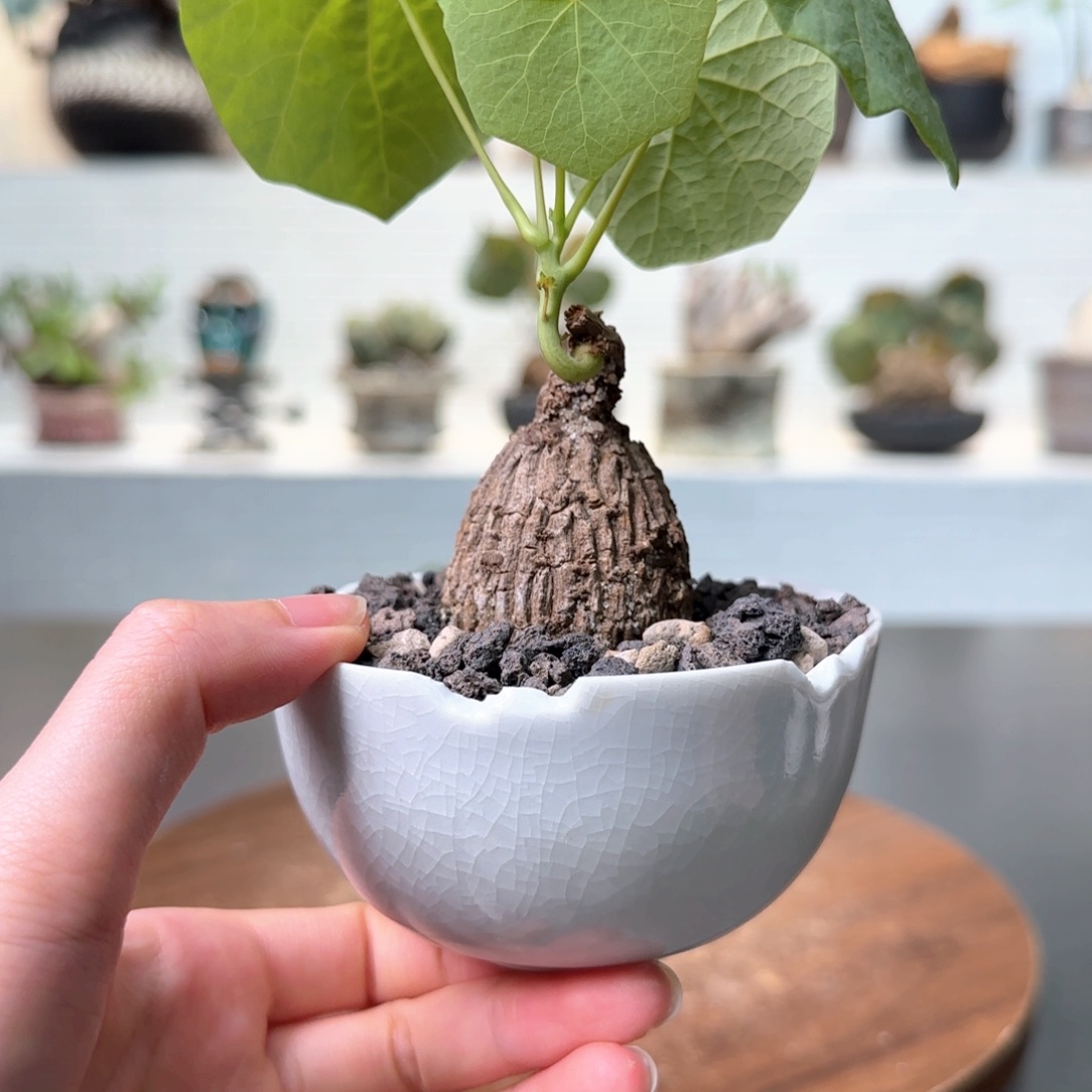 龙甲龟一物一拍含盆
