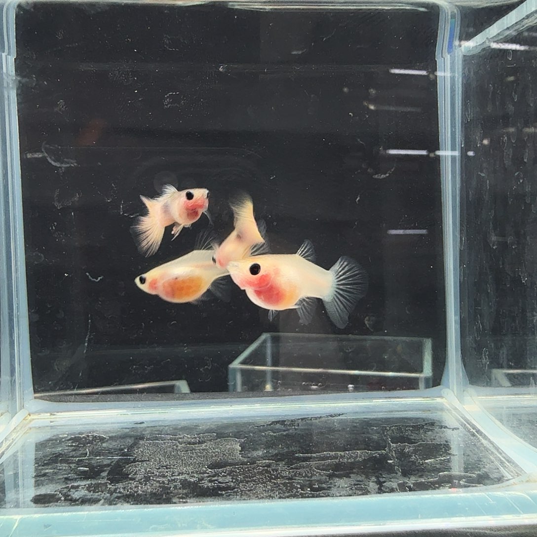 孔雀鱼粉猫幻彩两对公鱼跑黑