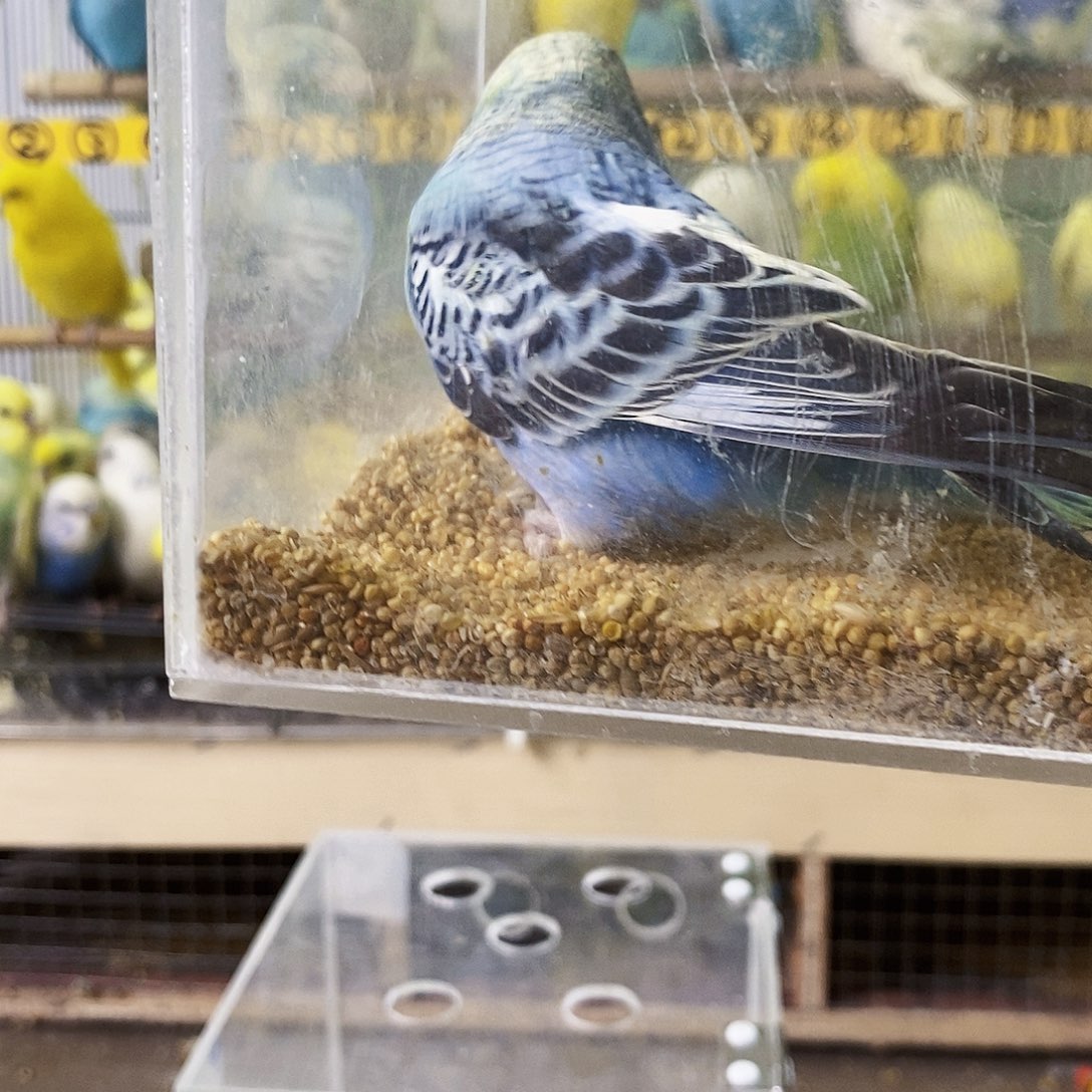 虎皮鹦鹉金彩一只