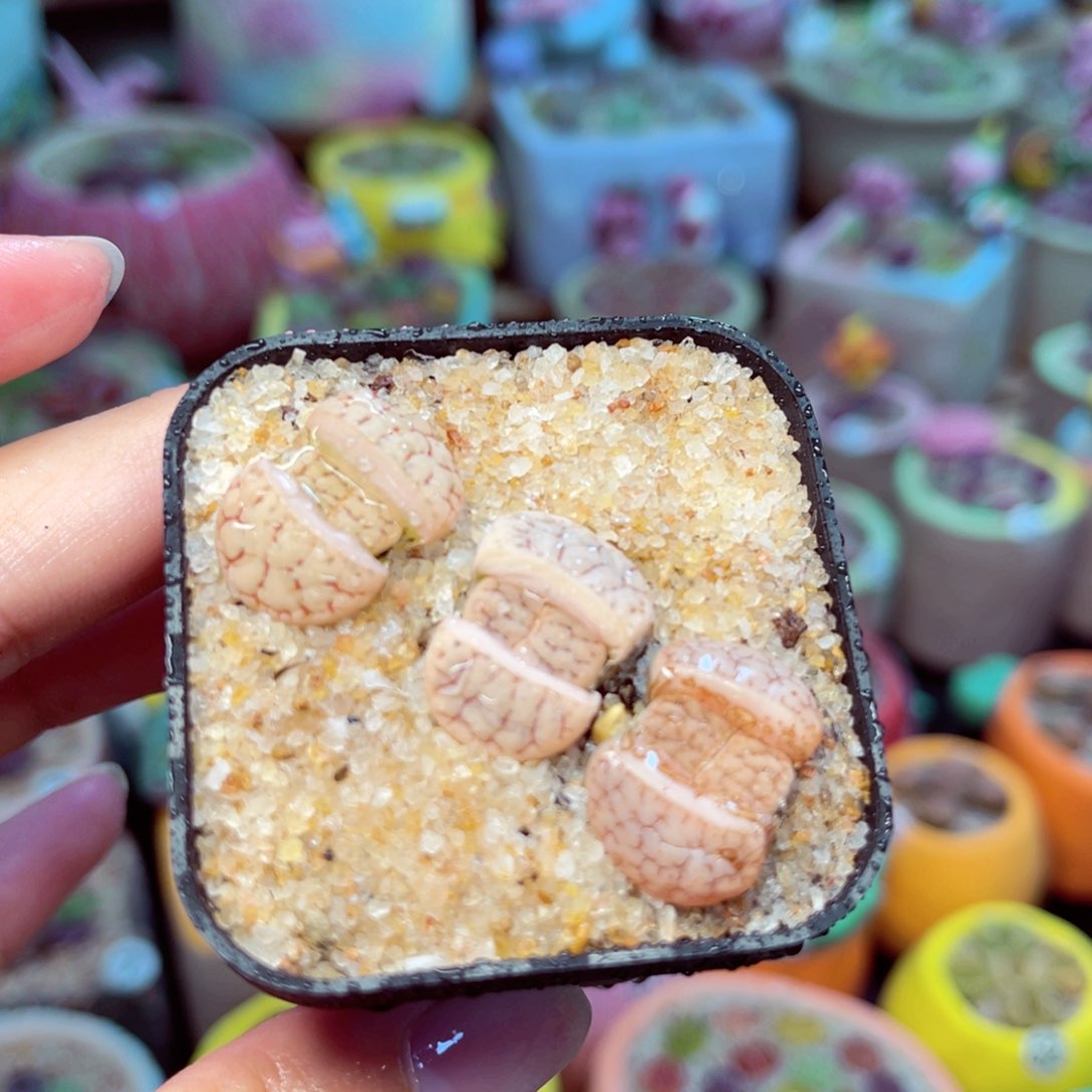 966。 88888888888888888