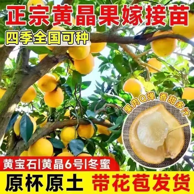 黄晶果树苗黄金果冬蜜久蜜黄宝石嫁接苗南方种植盆栽地栽四季结果