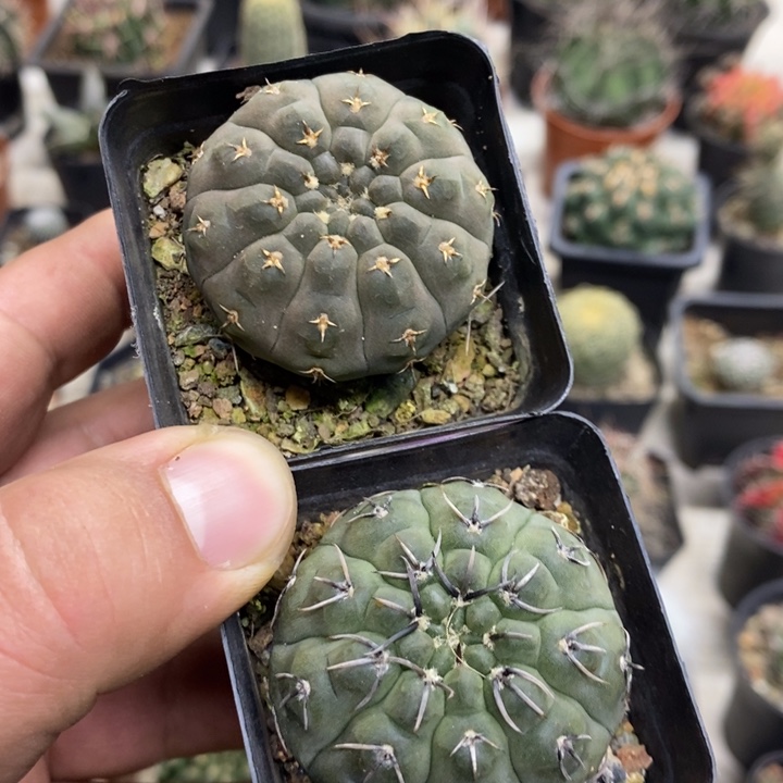 实生裸额2颗特价福利