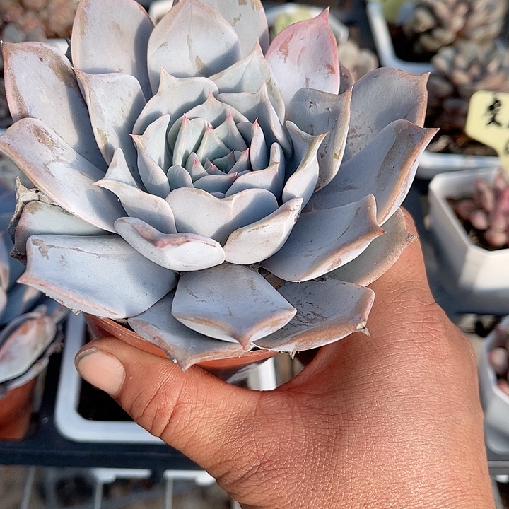 露西娜精品多肉植物