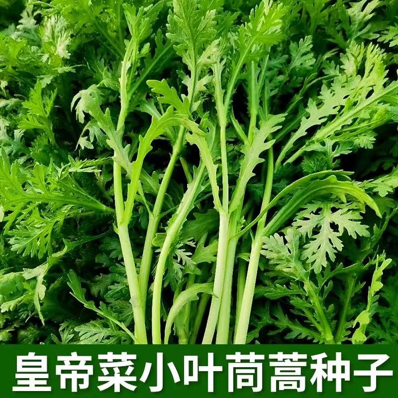 川塔光速小叶茼蒿种子 皇帝菜 光杆小叶茼蒿 口感细嫩 种植简单