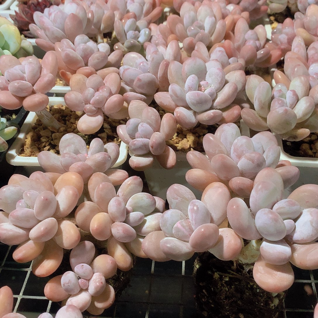 老庄香水群45678899000