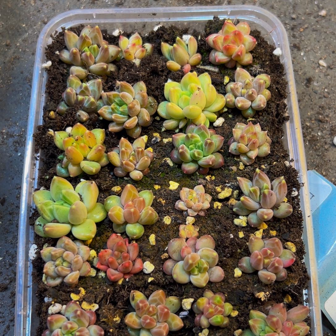 677心超纯纯粹粹vv吧