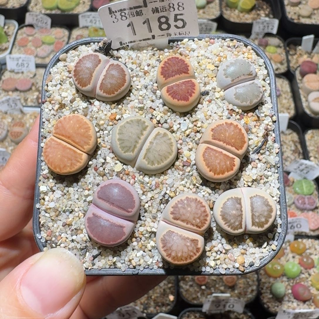 高品质生石花清清1185