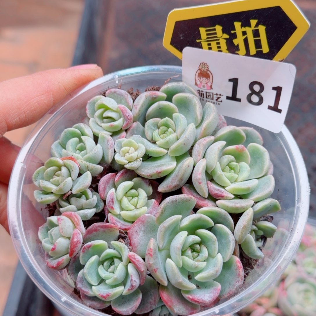 多肉植物多肉植物