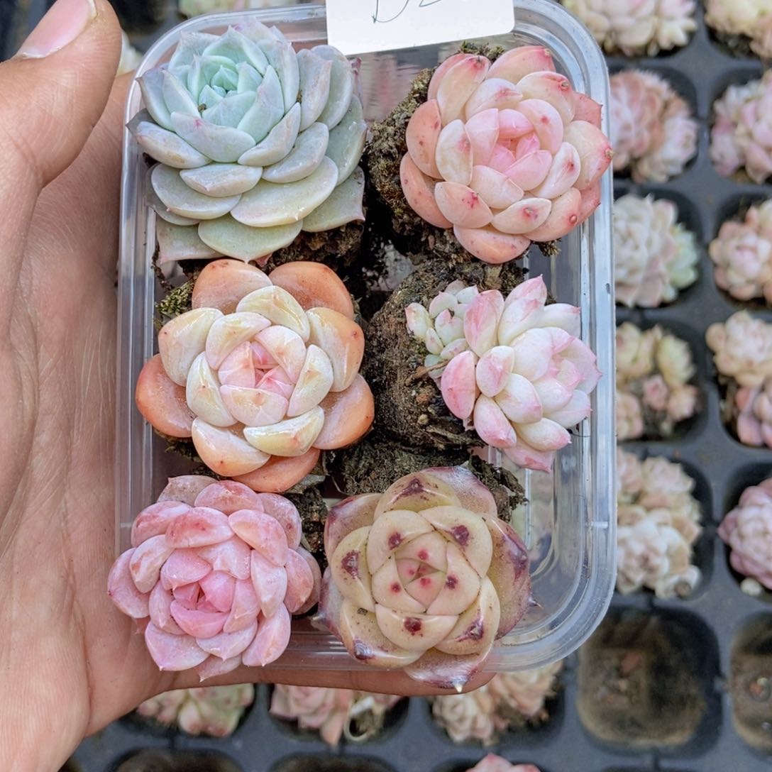 春泥家框拍链接B22