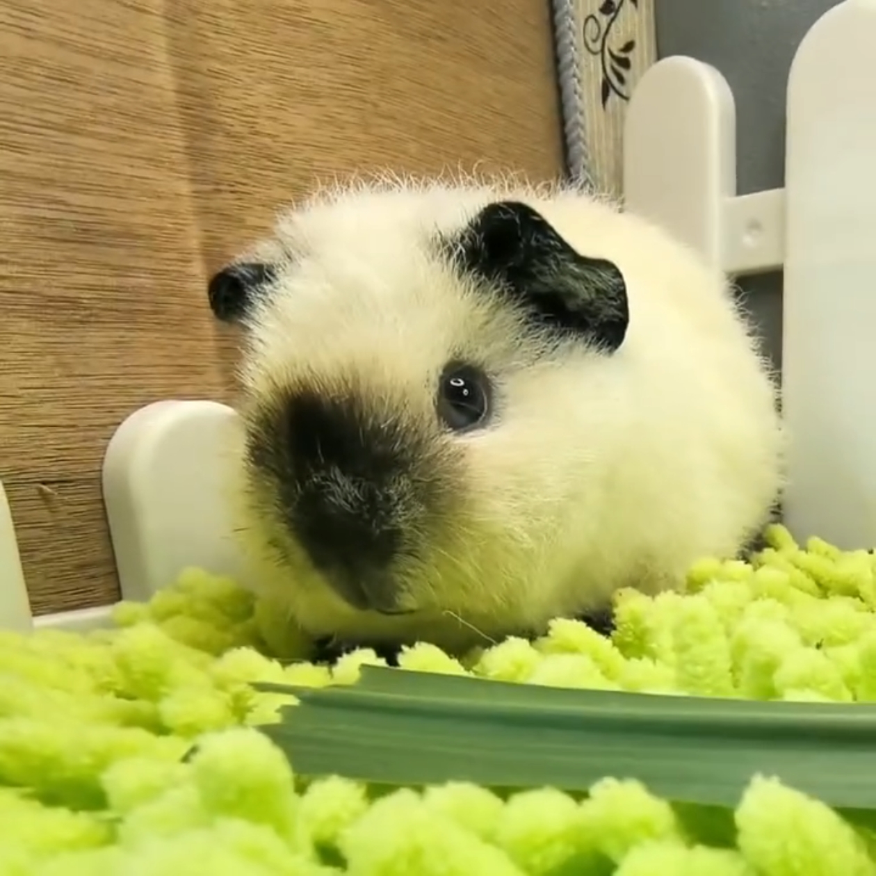 繁育级泰加荷兰猪弟弟全品无暇