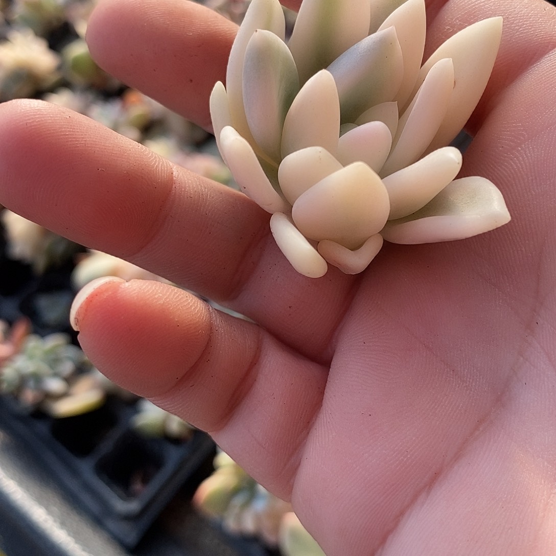 600奥普覆轮锦炸多肉植物