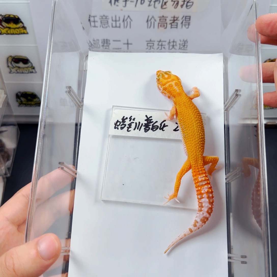 豹纹守宫豹纹守宫