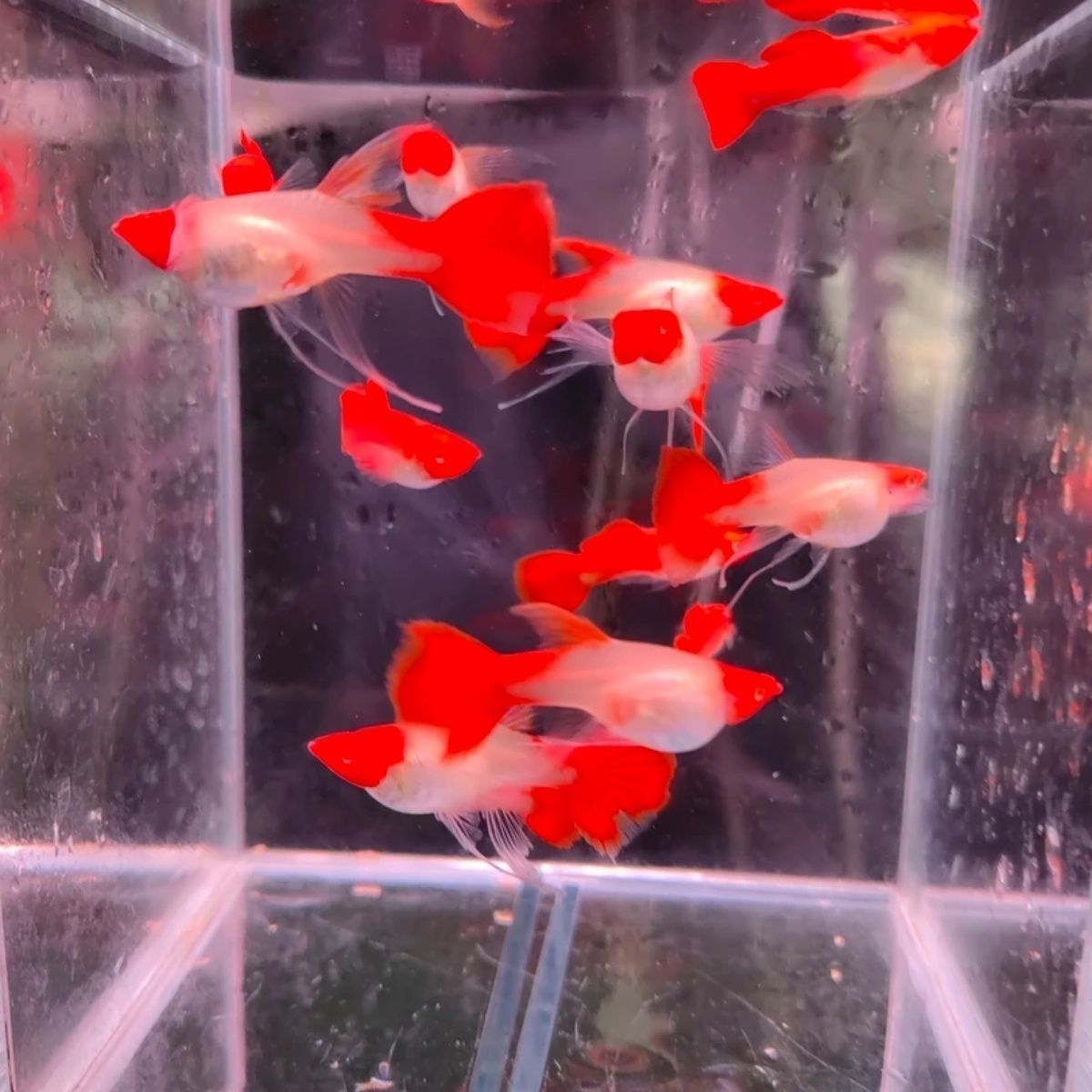 红头飘带5对孔雀鱼