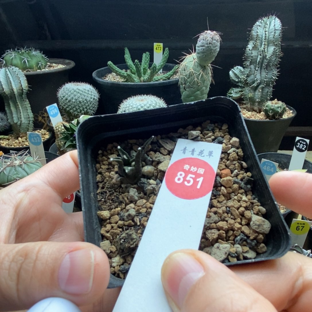 实生黑牡丹一颗仙人球