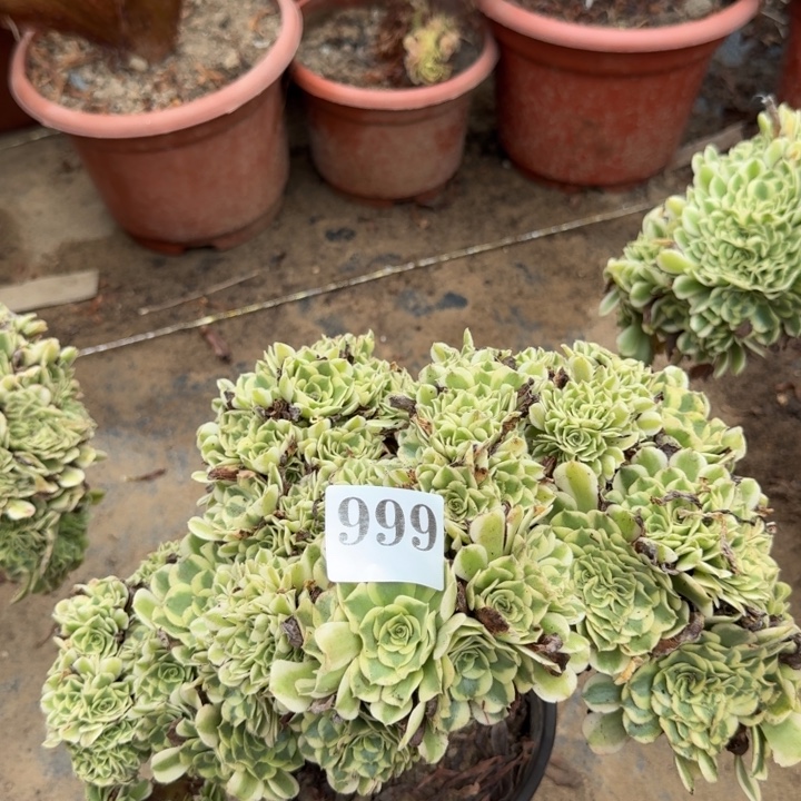 绿豆沙法师缀化999