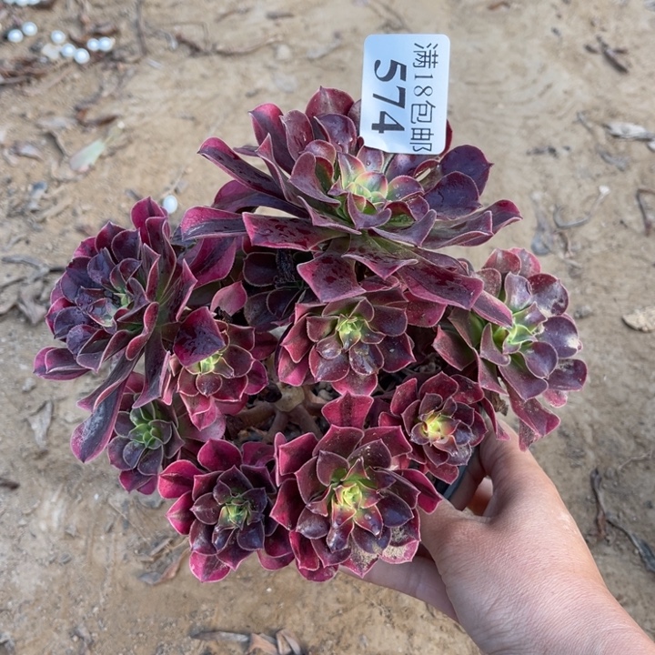 574美杜莎，绣球不太圆1，