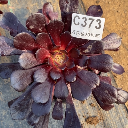 373莫颜变异多肉植物