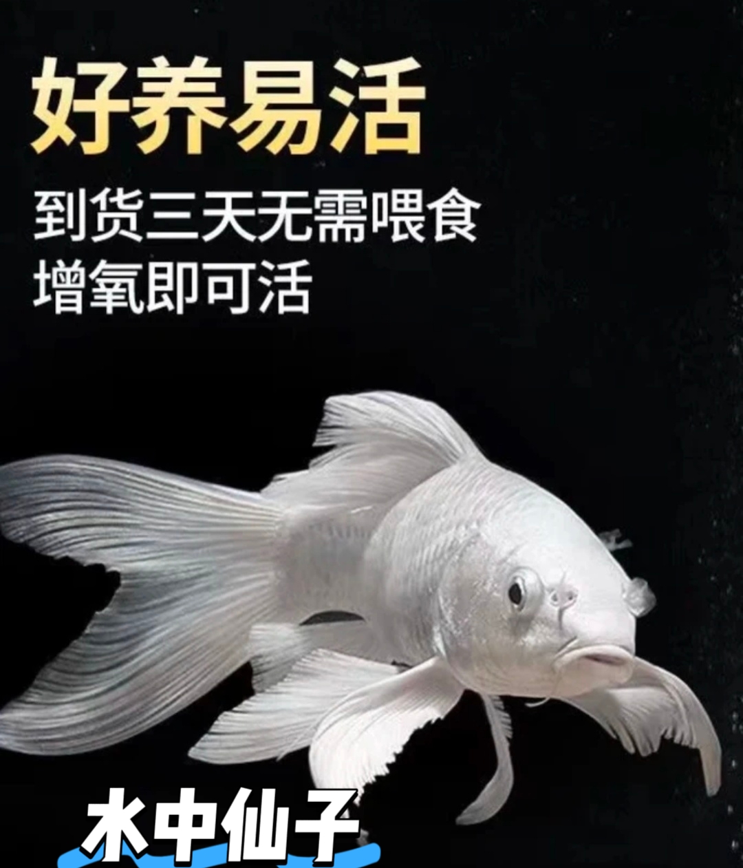 纯种白色蝴蝶鲤大鳍大尾冷水观赏鱼