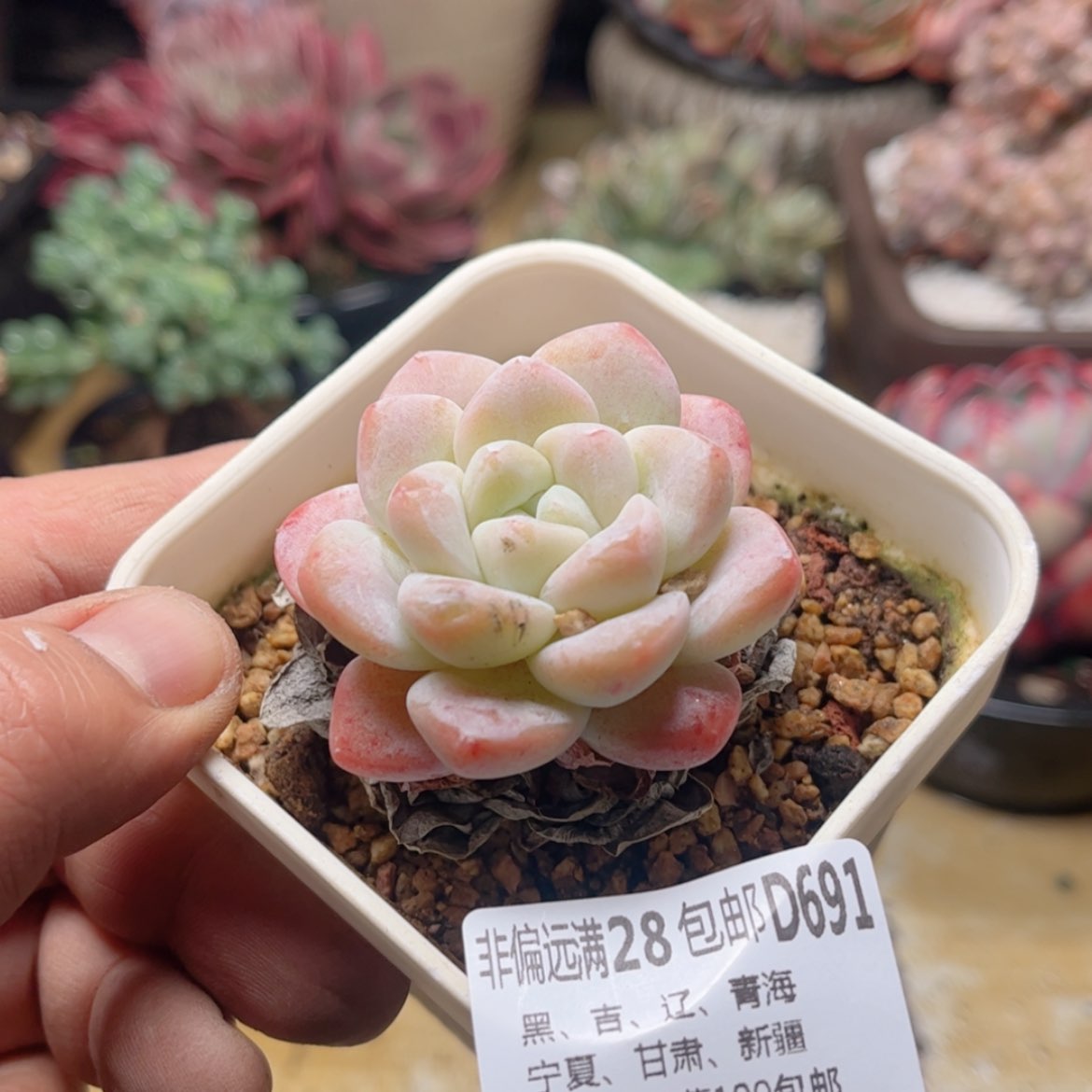 【闪购商品】691冰玉