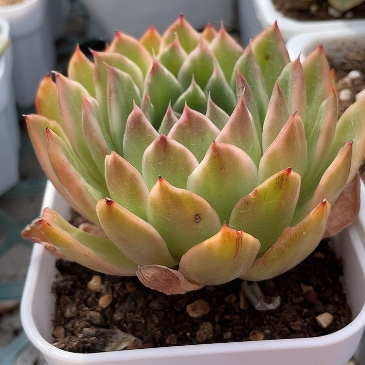 水晶恋人锦。锦龙一物一拍