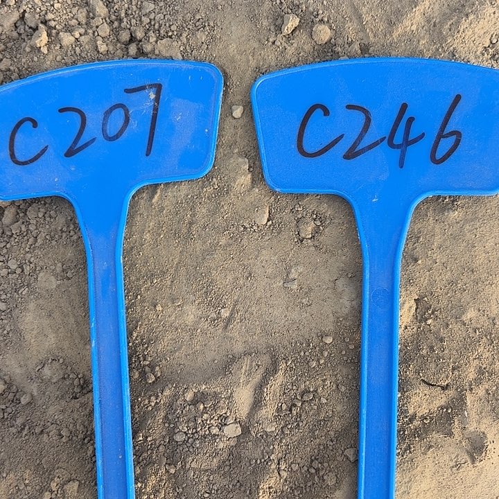 W*名C207,c246,cc156两颗