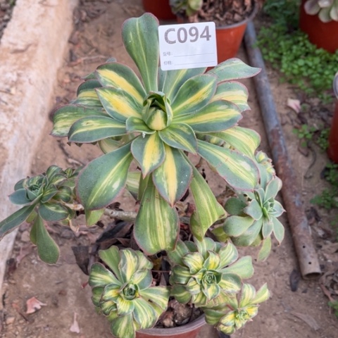 多肉植物黄中斑捧花