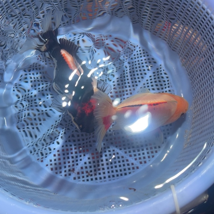 海水鱼玛丽福利2条