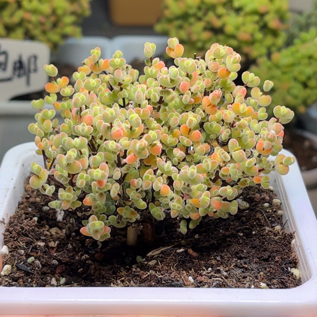 005实生莱斯优选枝干