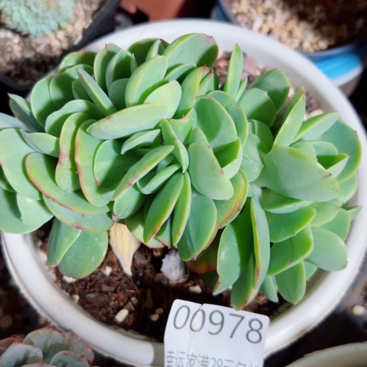 幸运的是我还没遇到你000978