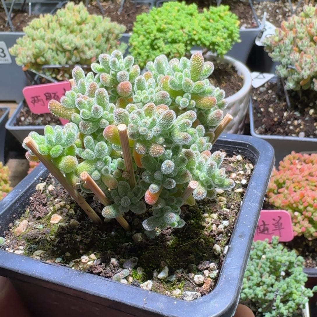 枝干番杏五彩冰晶612