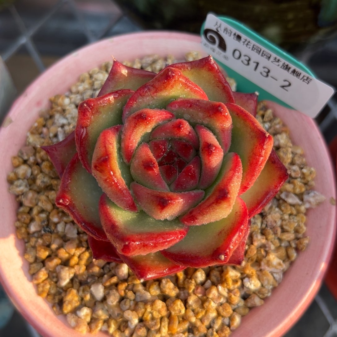 多肉一物一拍0313-2