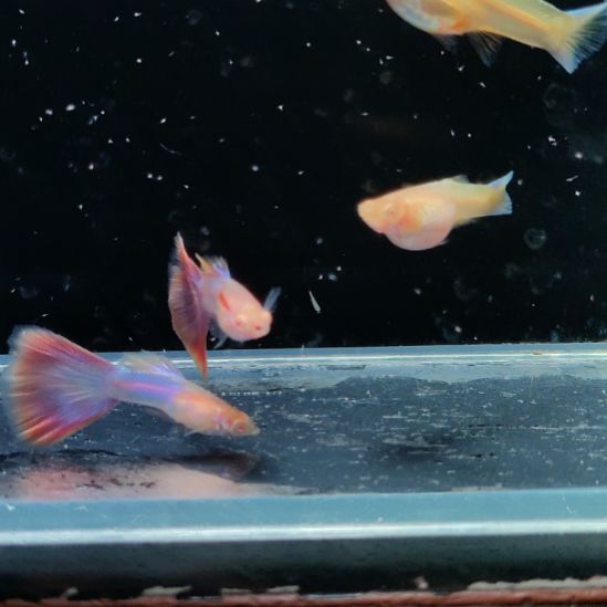 孔雀鱼彩虹天使两对