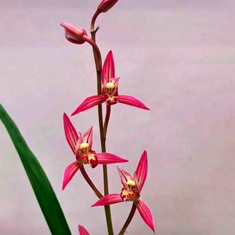 漓江红 寒兰四大名花 高端兰花 绿植好养兰花苗花卉盆栽