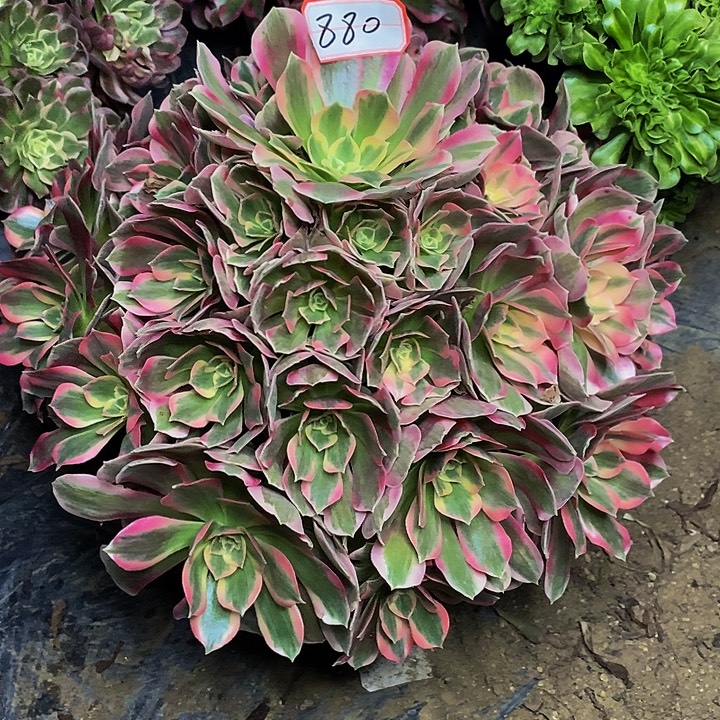 英***店男神老桩捧花880号