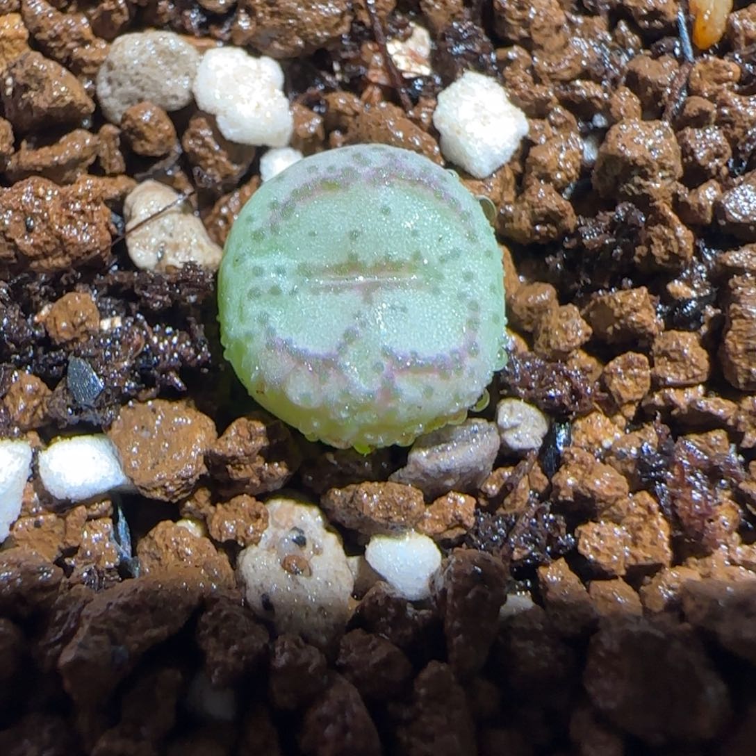 肉锥多肉植物组合-超级绒面猴脸961