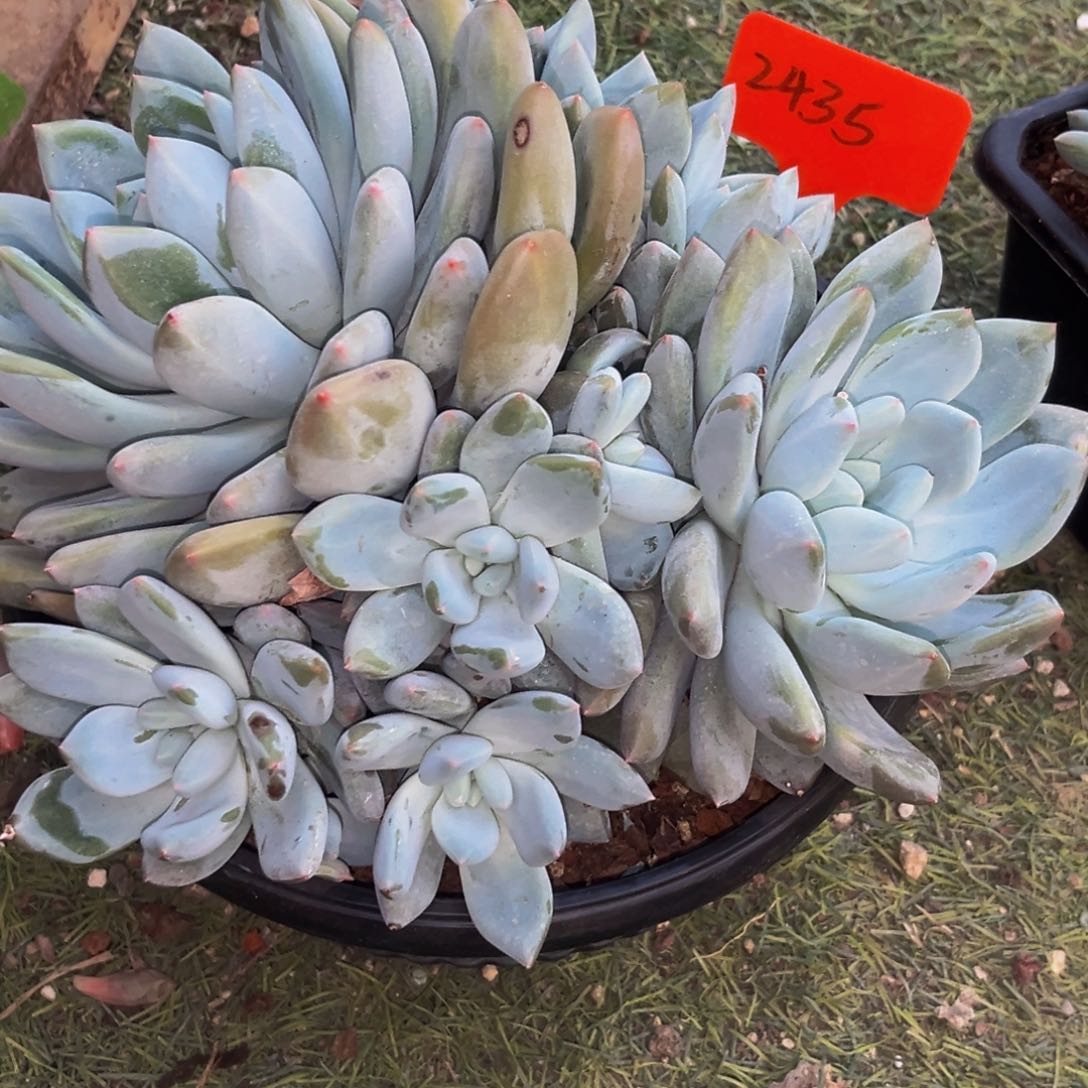 2435下午多肉下午群生