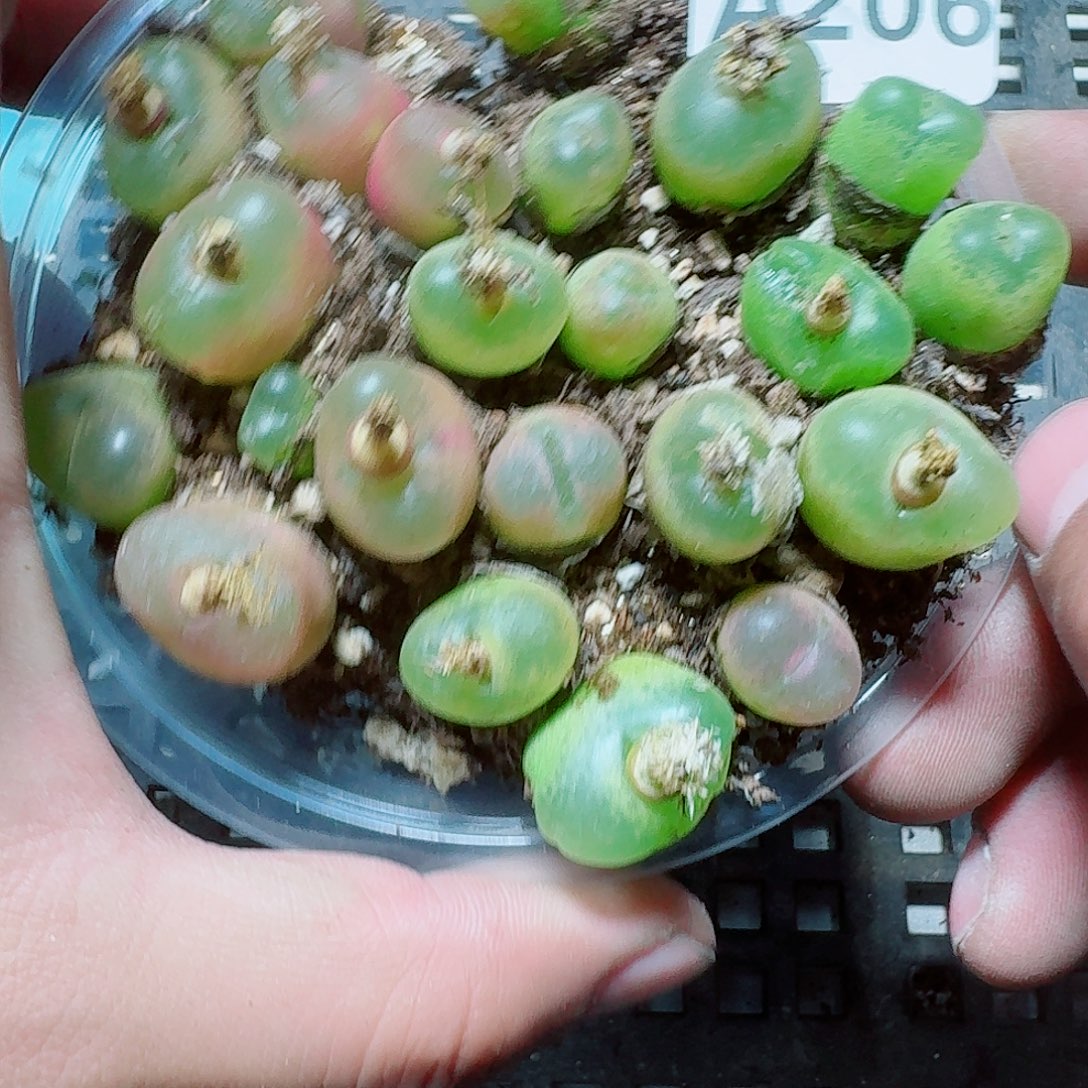 206 多肉植物多肉植物