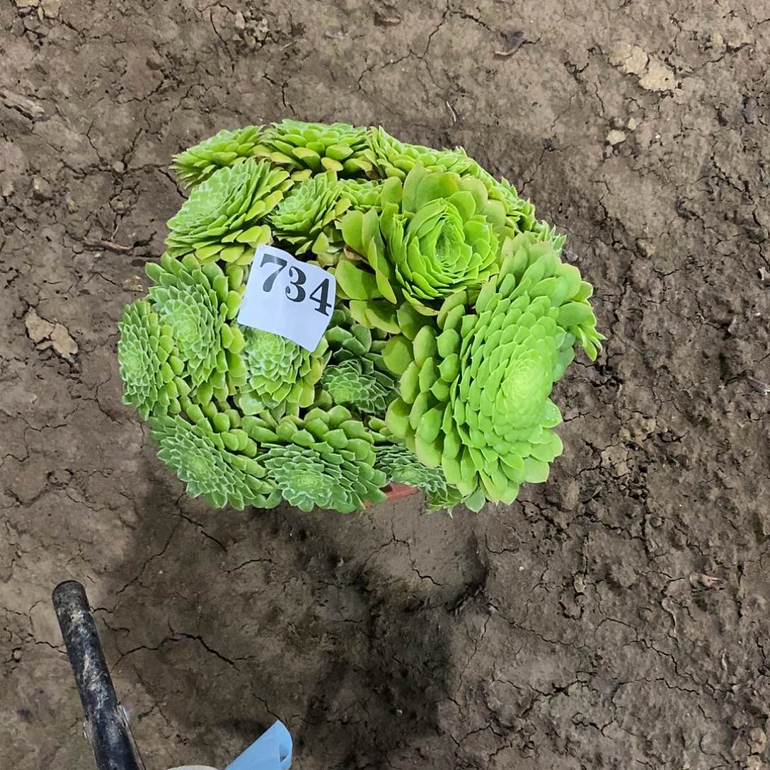 翡翠冰734多肉法师