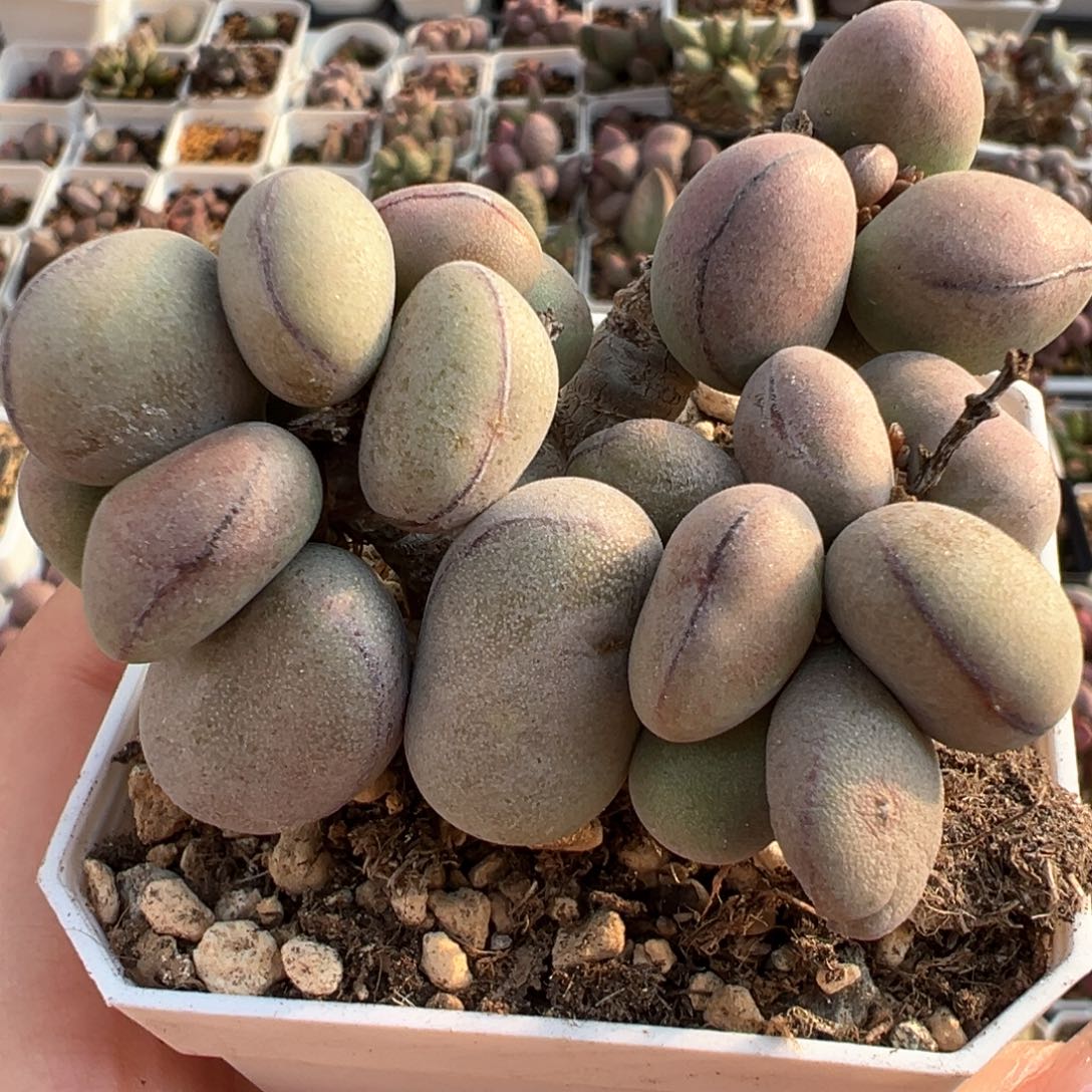 球球子弹多头纯木质桩多肉植物