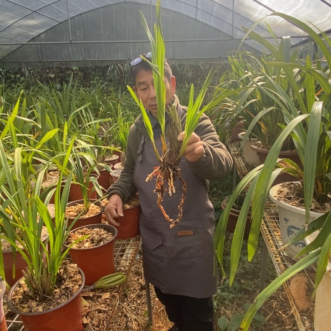 完全开放48保山昌宁兰