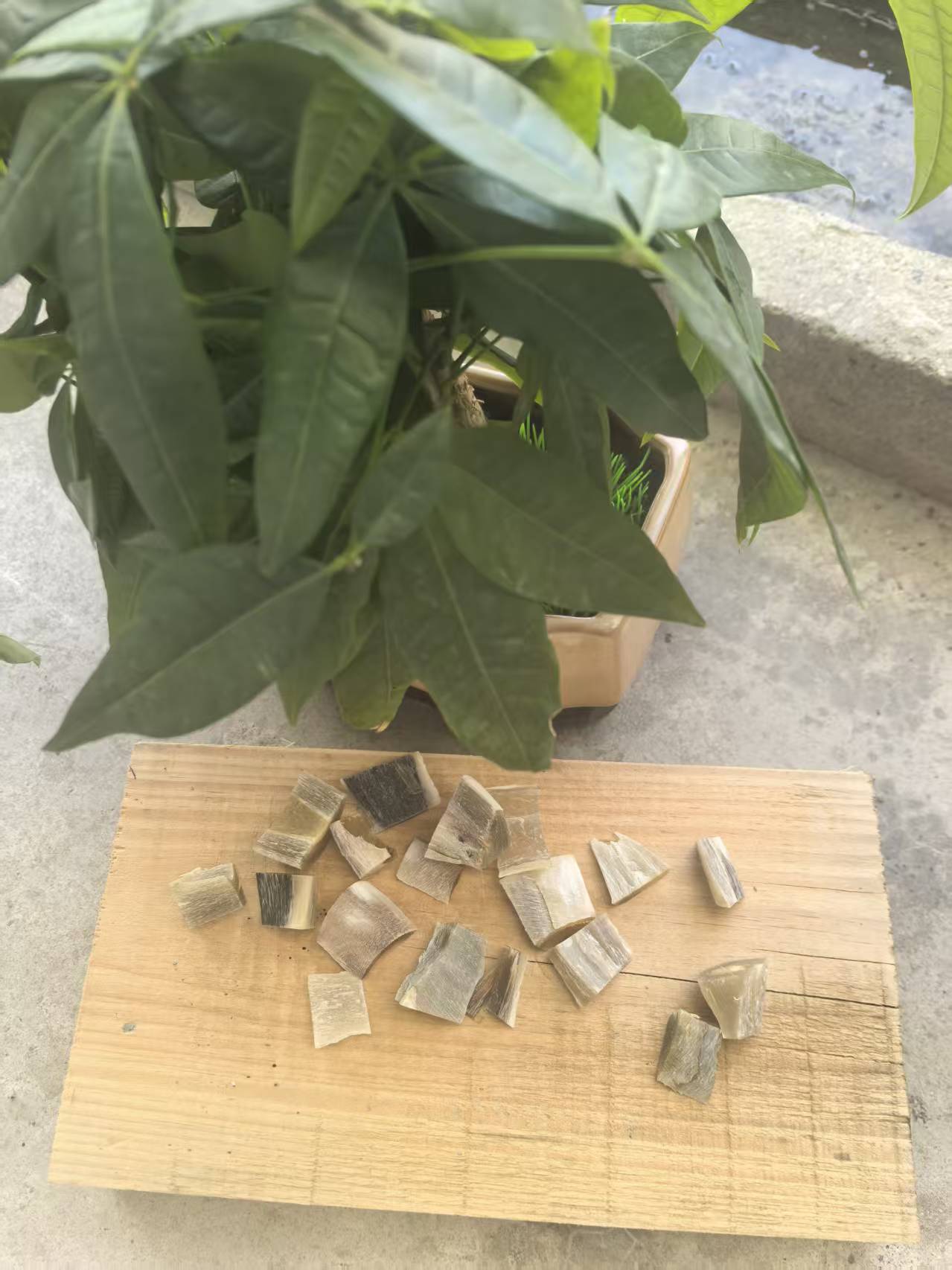 高姐2 专属 百合干