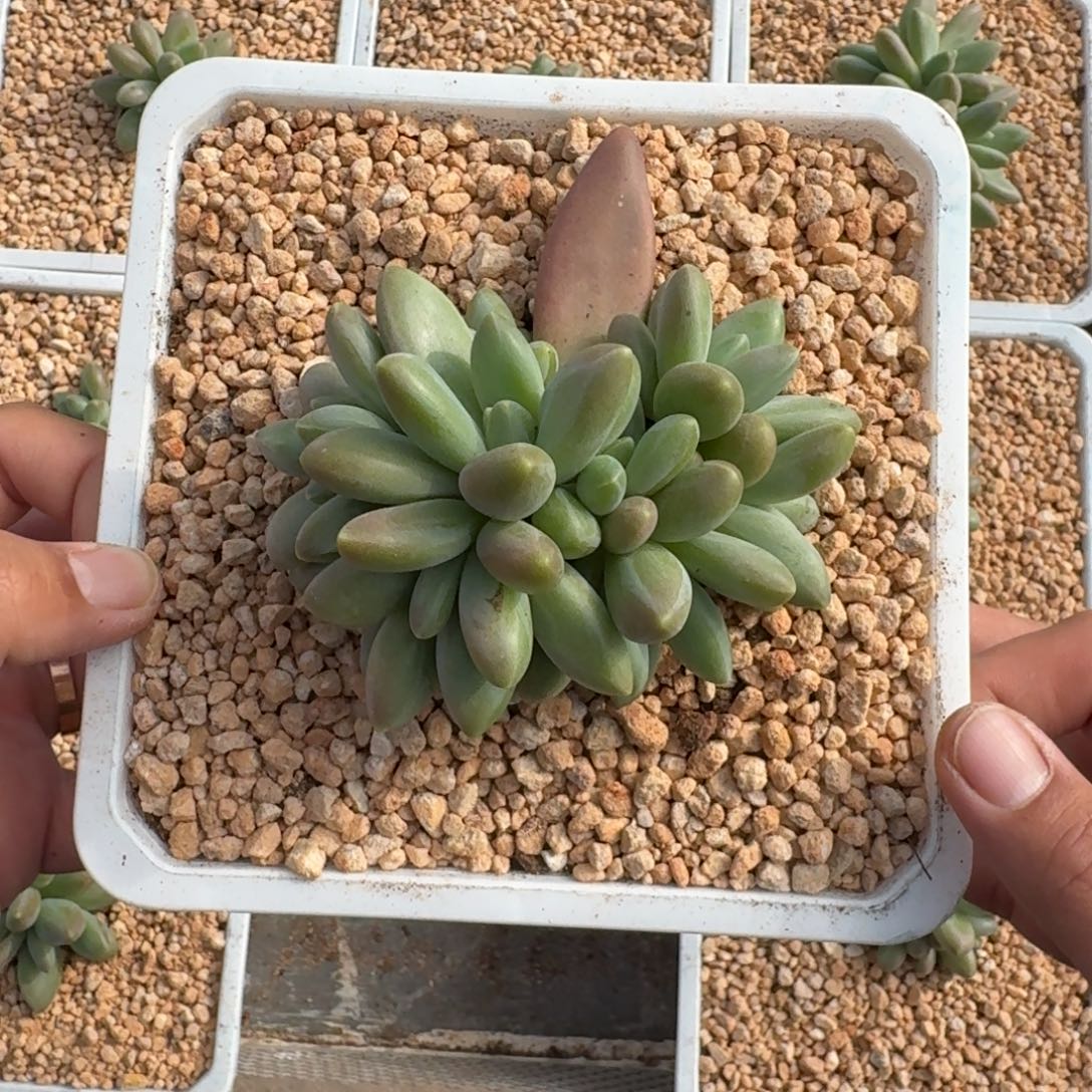 戴蒙德 群生 一物一拍