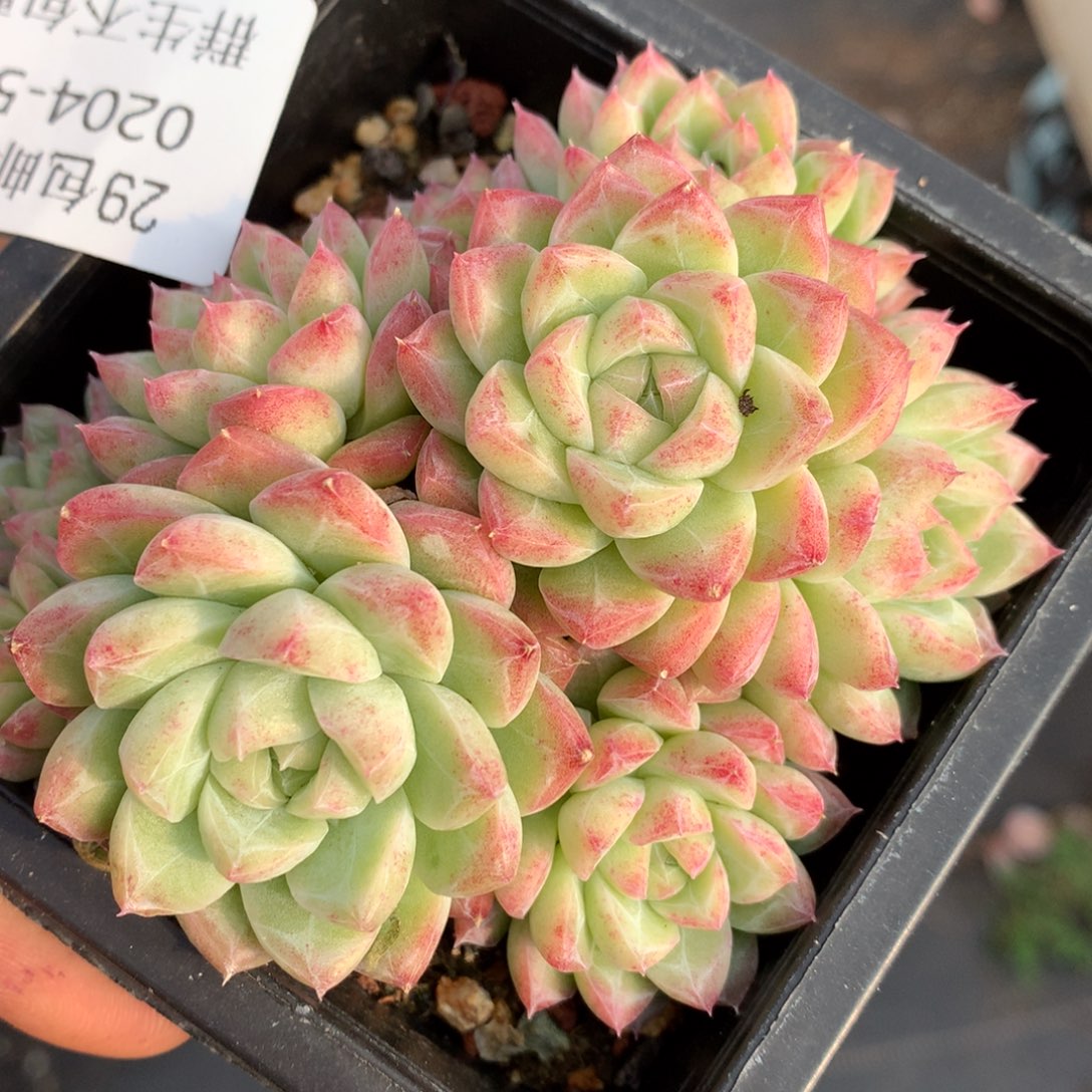 0204-53 女王玫瑰