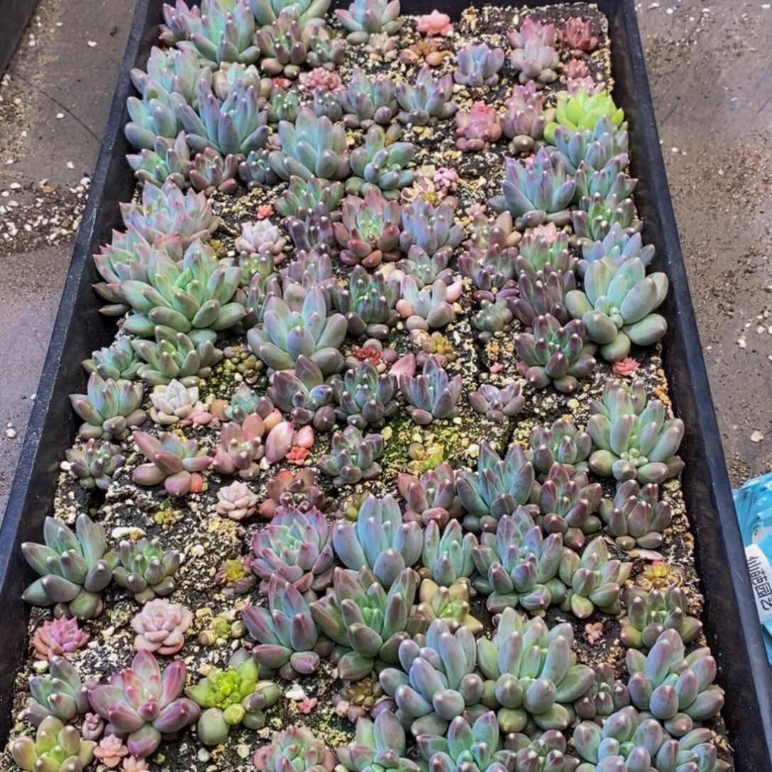 605多肉植物保护研究所所长的