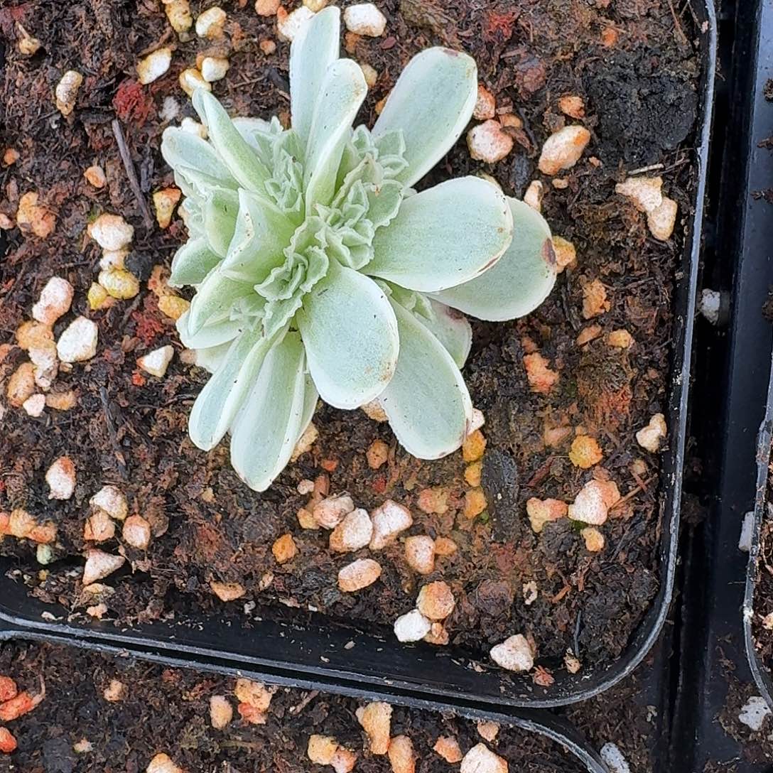 蕾丝秋夕偏锦三层崽