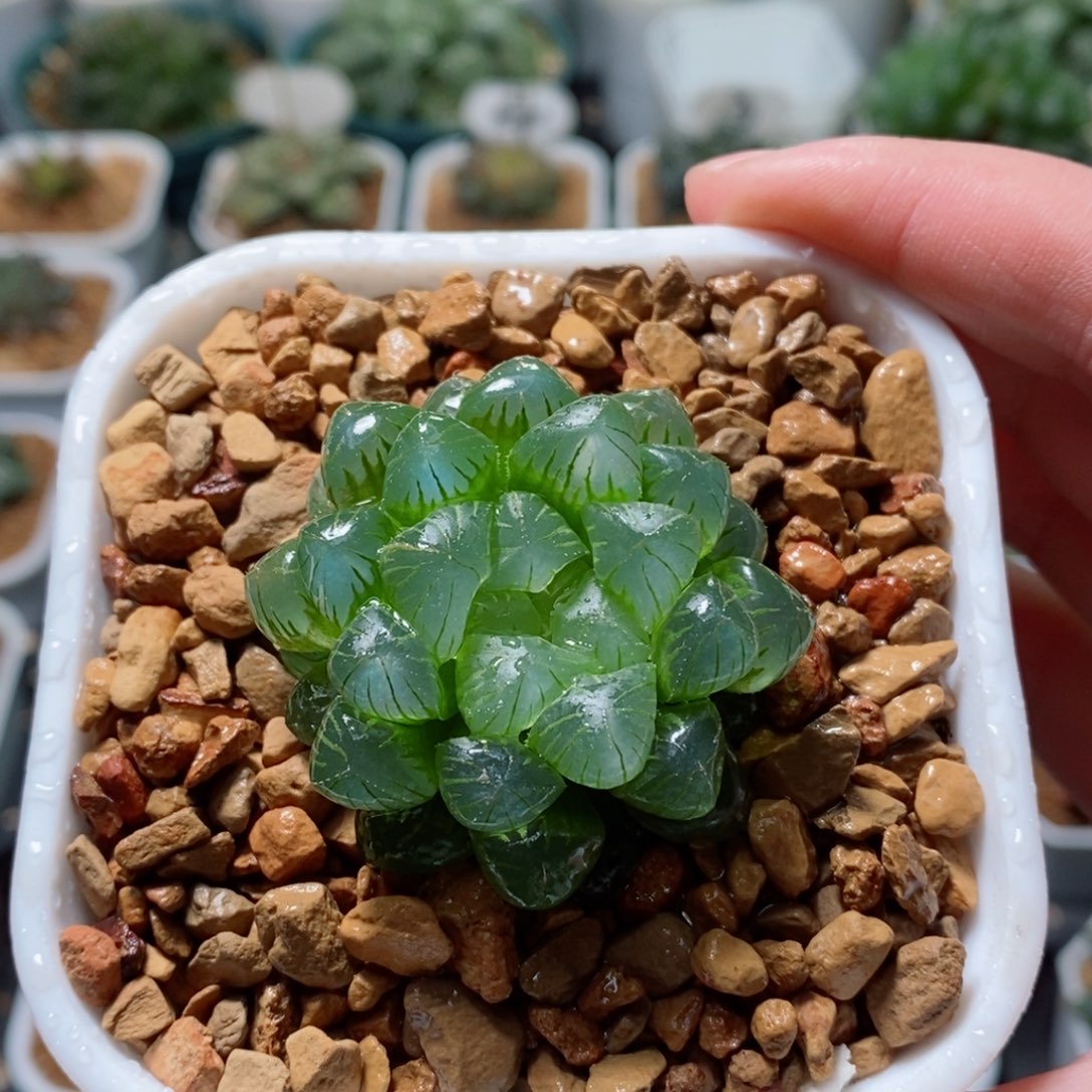 姬玉露多肉植物多肉植物