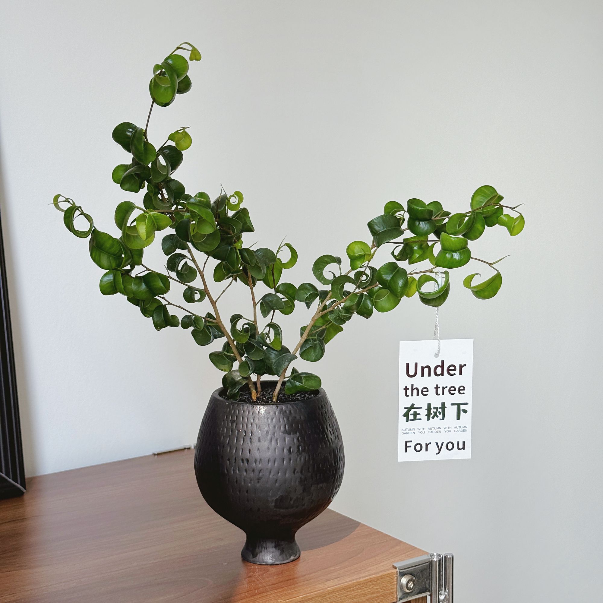 卷福卷叶榕ins北欧风室内观叶绿植盆栽