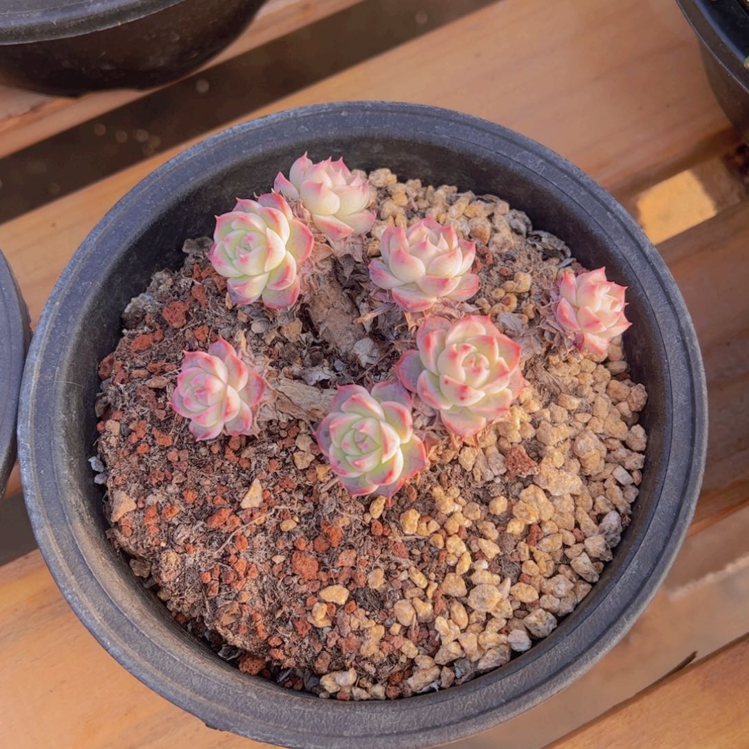 米*子多肉植物，多肉植物