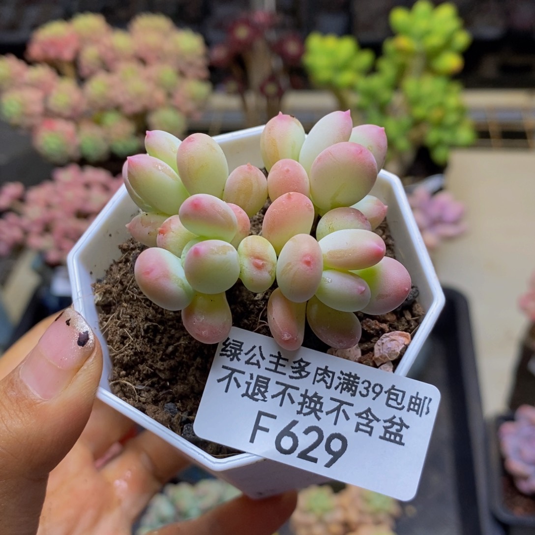 629苹果奶二代多肉4cm