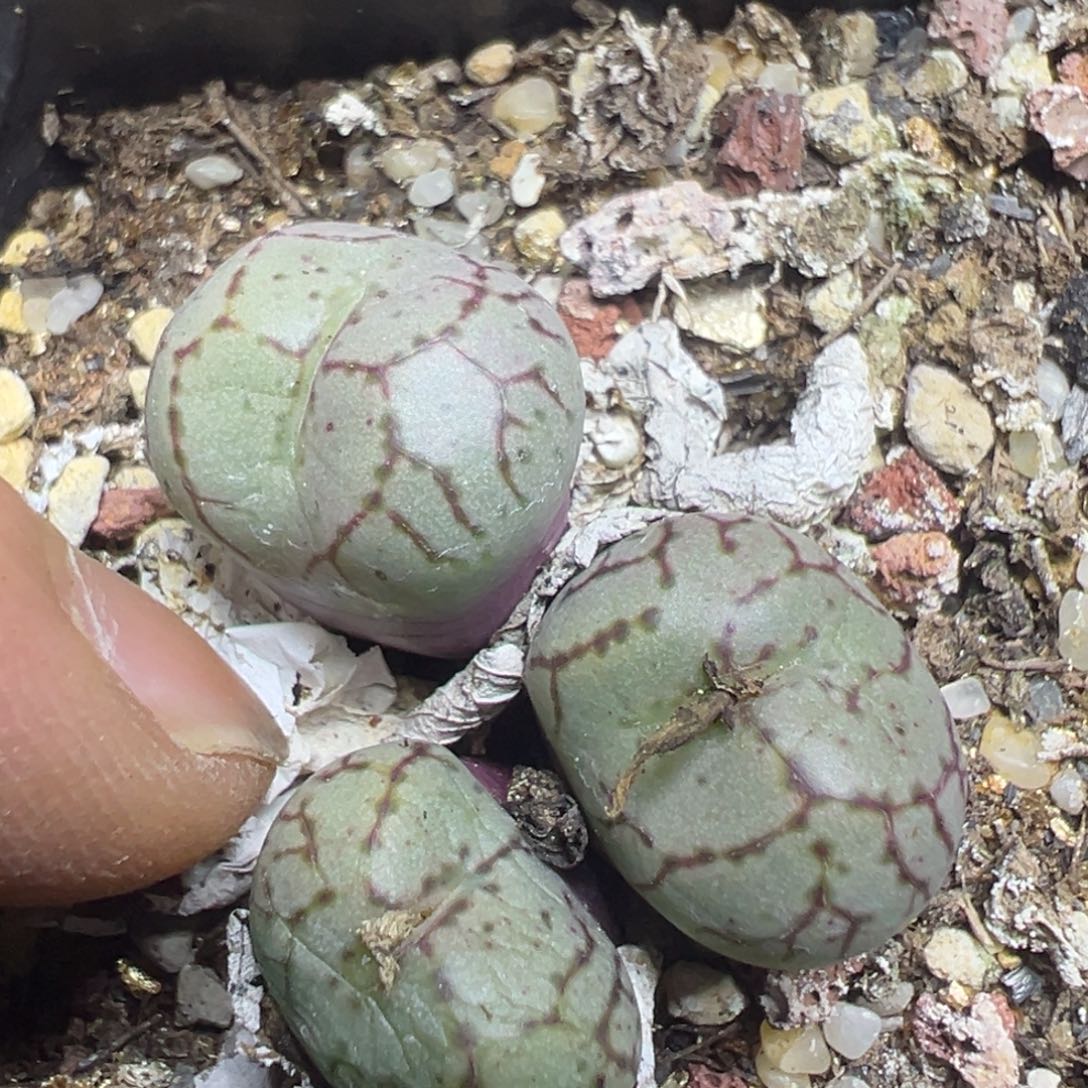 【闪购商品】 178。